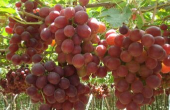 Sector agropecuario alcanzó crecimiento de 4,9% Entre enero-noviembre 2025