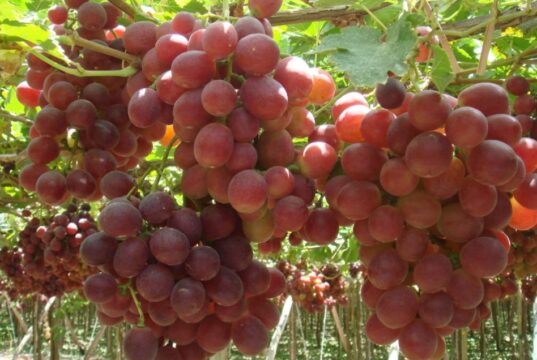 Sector agropecuario alcanzó crecimiento de 4,9% Entre enero-noviembre 2025