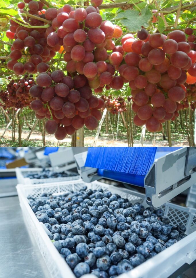 Sector agropecuario alcanzó crecimiento de 4,9% Entre enero-noviembre 2025