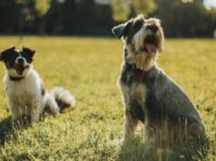 Aumento de pulgas y garrapatas por altas temperaturas: ¿cuándo y cómo desparasitar a tu mascota?