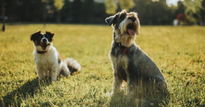 Aumento de pulgas y garrapatas por altas temperaturas: ¿cuándo y cómo desparasitar a tu mascota?