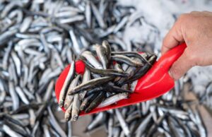 Manufactura acumula crecimiento de 2.5 % hasta noviembre del 2025 impulsada por la pesca industrial