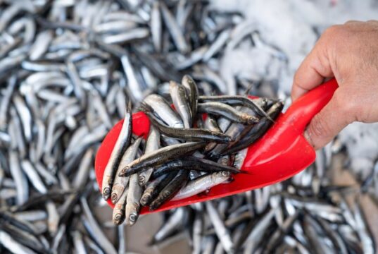 Manufactura acumula crecimiento de 2.5 % hasta noviembre del 2025 impulsada por la pesca industrial