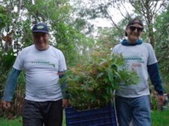 Reforestan 1,000 árboles nativos para recuperar ecosistemas degradados en Oxapampa