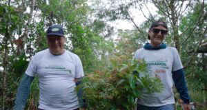 Reforestan 1,000 árboles nativos para recuperar ecosistemas degradados en Oxapampa