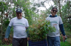 Reforestan 1,000 árboles nativos para recuperar ecosistemas degradados en Oxapampa
