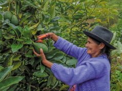 MIDAGRI: SECTOR AGROPECUARIO ALCANZÓ UN CRECIMIENTO DE 4,8% AL CIERRE DEL AÑO 2025