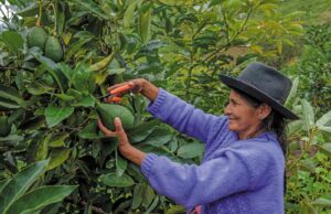 MIDAGRI: SECTOR AGROPECUARIO ALCANZÓ UN CRECIMIENTO DE 4,8% AL CIERRE DEL AÑO 2025