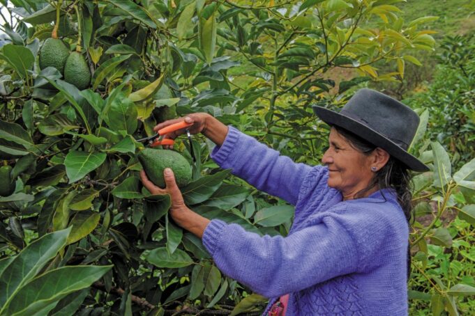 MIDAGRI: SECTOR AGROPECUARIO ALCANZÓ UN CRECIMIENTO DE 4,8% AL CIERRE DEL AÑO 2025