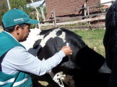 MIDAGRI: SENASA REALIZARÁ CAMPAÑAS DE VACUNACIÓN PARA PROTEGER LA GANADERÍA FAMILIAR EN EL PAÍS, EN BENEFICIO DE MÁS DE 120 MIL PRODUCTORES