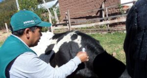 MIDAGRI: SENASA REALIZARÁ CAMPAÑAS DE VACUNACIÓN PARA PROTEGER LA GANADERÍA FAMILIAR EN EL PAÍS, EN BENEFICIO DE MÁS DE 120 MIL PRODUCTORES