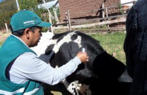 MIDAGRI: SENASA REALIZARÁ CAMPAÑAS DE VACUNACIÓN PARA PROTEGER LA GANADERÍA FAMILIAR EN EL PAÍS, EN BENEFICIO DE MÁS DE 120 MIL PRODUCTORES