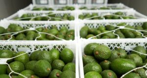 MIDAGRI: Perú superó ventas por agroexportaciones en más de USD 15 mil millones al cierre del 2025