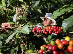 Exportaciones de café rompen récords en ventas superando los más de USD 1700 millones