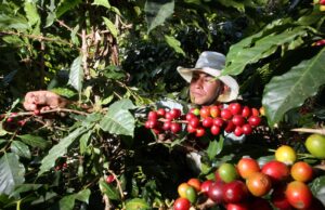 Exportaciones de café rompen récords en ventas superando los más de USD 1700 millones