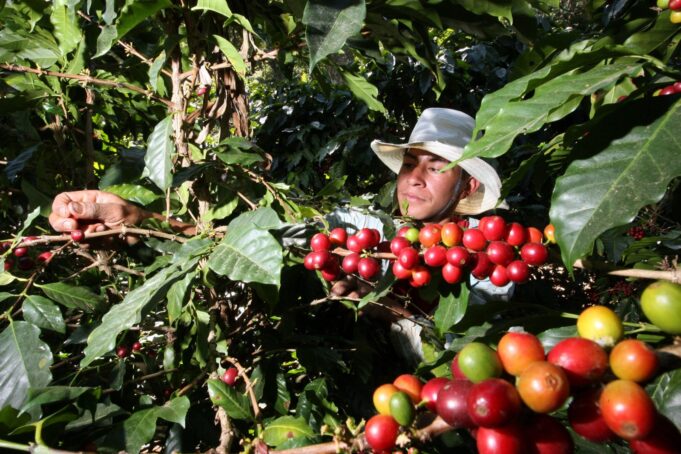 Exportaciones de café rompen récords en ventas superando los más de USD 1700 millones