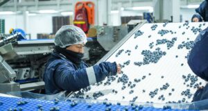 Midagri: Perú consolida su liderazgo mundial en arándanos y supera los usd 2,400 millones en ventas durante el 2025