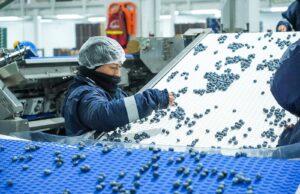 Midagri: Perú consolida su liderazgo mundial en arándanos y supera los usd 2,400 millones en ventas durante el 2025